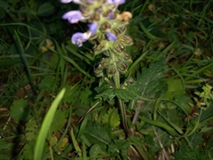 Salvia verbenaca