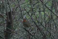 Erithacus rubecula