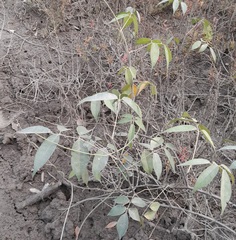 Derris trifoliata