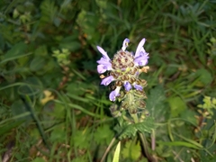 Salvia verbenaca