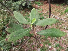 Diospyros duclouxii