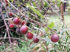 Diospyros duclouxii