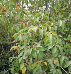 Excoecaria agallocha