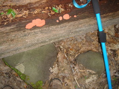 Lycogala flavofuscum