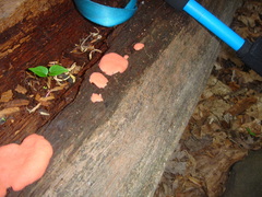 Lycogala flavofuscum