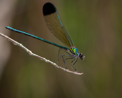 Calopteryx dimidiata