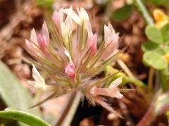 Trifolium stellatum