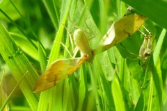 Gandaritis pyraliata