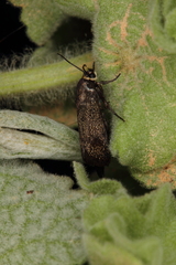 Brachodes