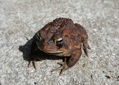 Anaxyrus terrestris