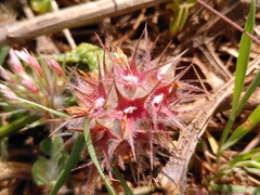 Trifolium stellatum