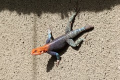 Agama dodomae dodomae