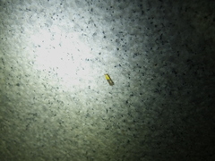 Stathmopoda auriferella