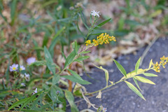 Solidago velutina sparsiflora