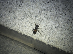 Peirates atromaculatus