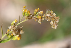 Solidago velutina sparsiflora