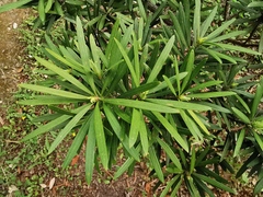 Podocarpus lambertii
