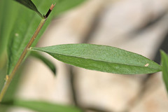 Solidago velutina sparsiflora