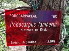 Podocarpus lambertii