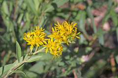 Solidago velutina sparsiflora
