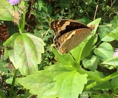 Junonia orithya wallacei