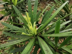 Podocarpus lambertii