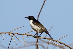 Anthreptes orientalis