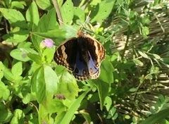 Junonia orithya wallacei