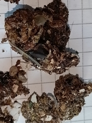 Athene noctua