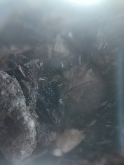 Athene noctua