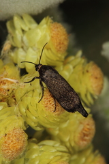 Brachodes