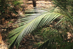 Macrozamia riedlei