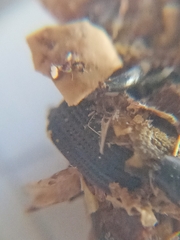 Athene noctua