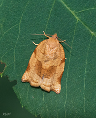 Lepidoptera