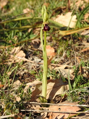 Ophrys sphegodes passionis