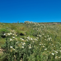 Berkheya cirsiifolia