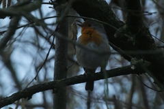 Erithacus rubecula