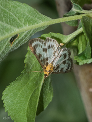 Lepidoptera