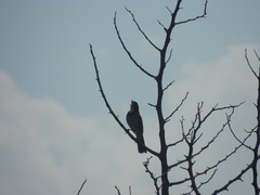 Saltator aurantiirostris