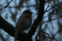 Erithacus rubecula