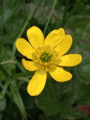 Ranunculus peduncularis