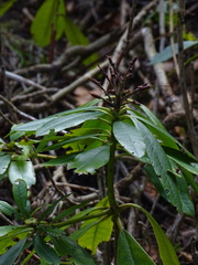 Rhododendron ponticum