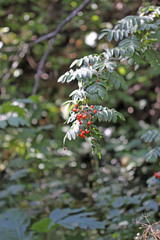 Sorbus scopulina