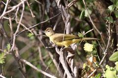 Chlorocichla flaviventris