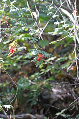 Sorbus scopulina