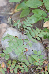 Sorbus scopulina
