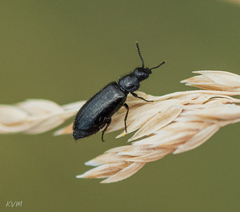 Coleoptera