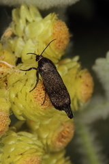 Brachodes