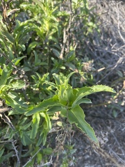 Penstemon spectabilis