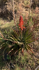 Aloe arborescens